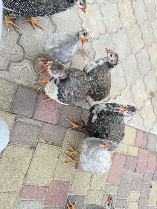 Продам молодих цесарок