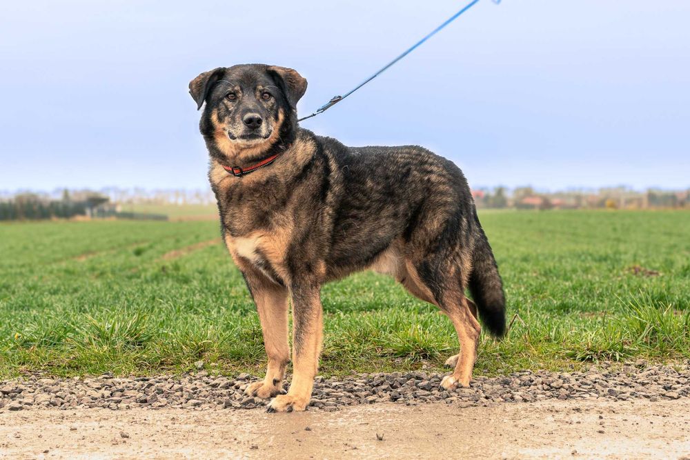 Bigosik - grzeczny, wspaniały, idealny, dojrzały piesek do adopcji