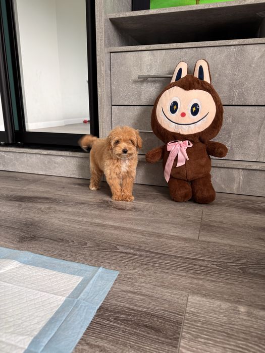 Міні мікро Мальтіпу Різного віку