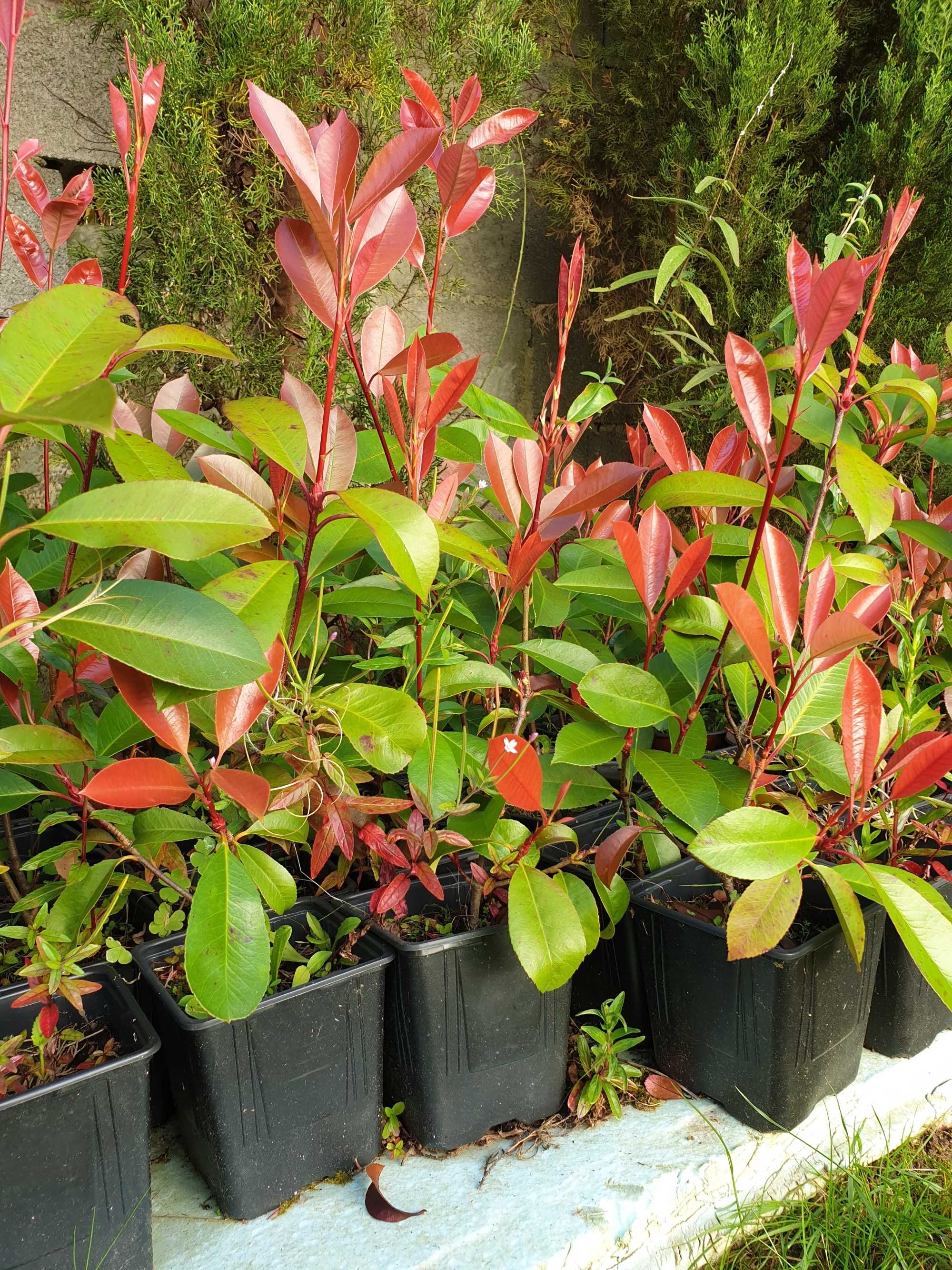 Fotinias sebes vermelhas fhotinia