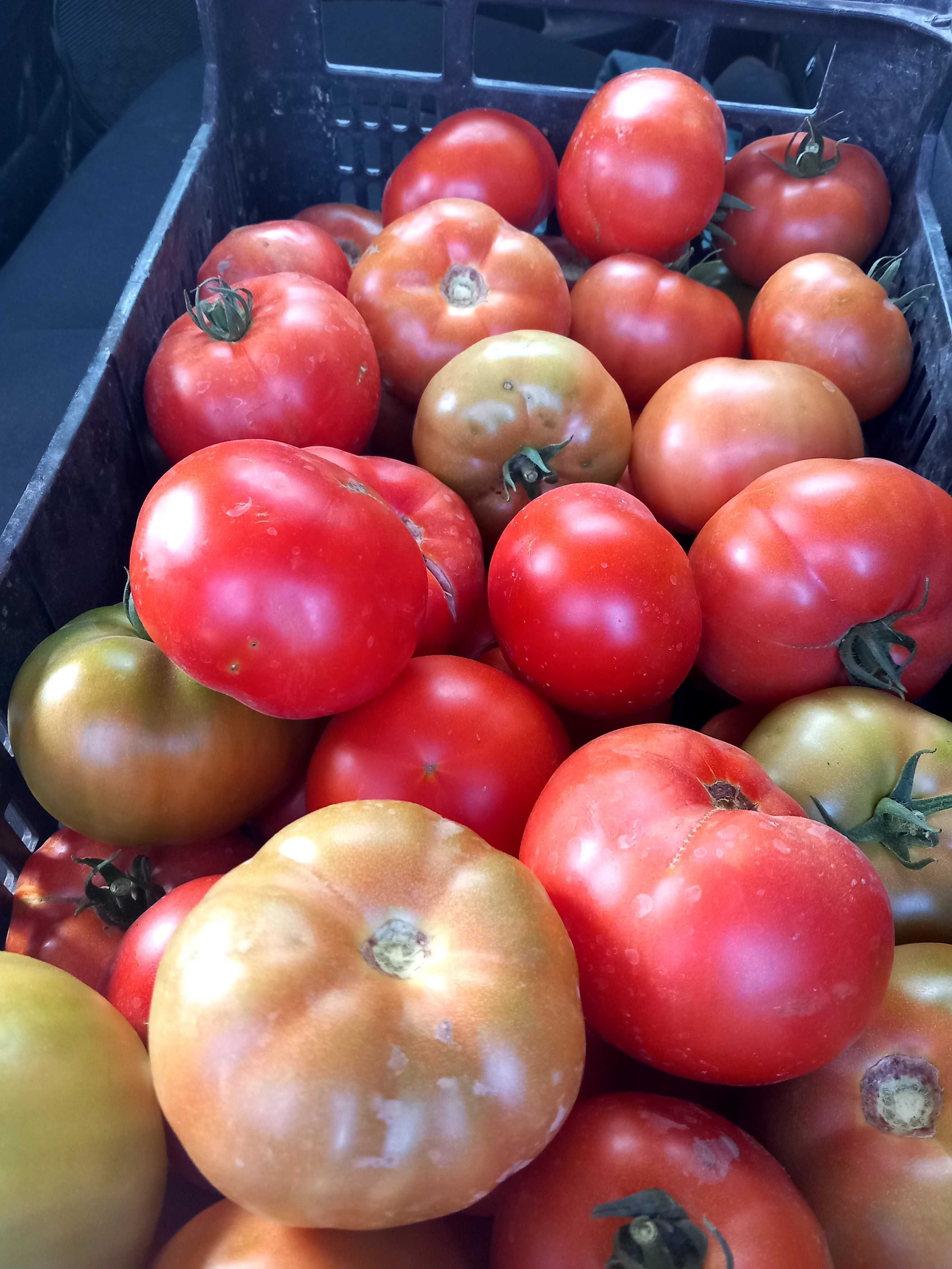 Tomates para venda