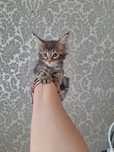 Śliczna kotka maine coon