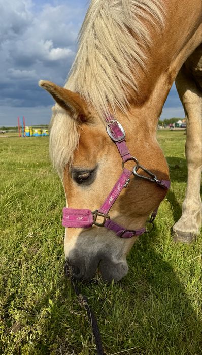 Kuc haflinger wałach 10 lat