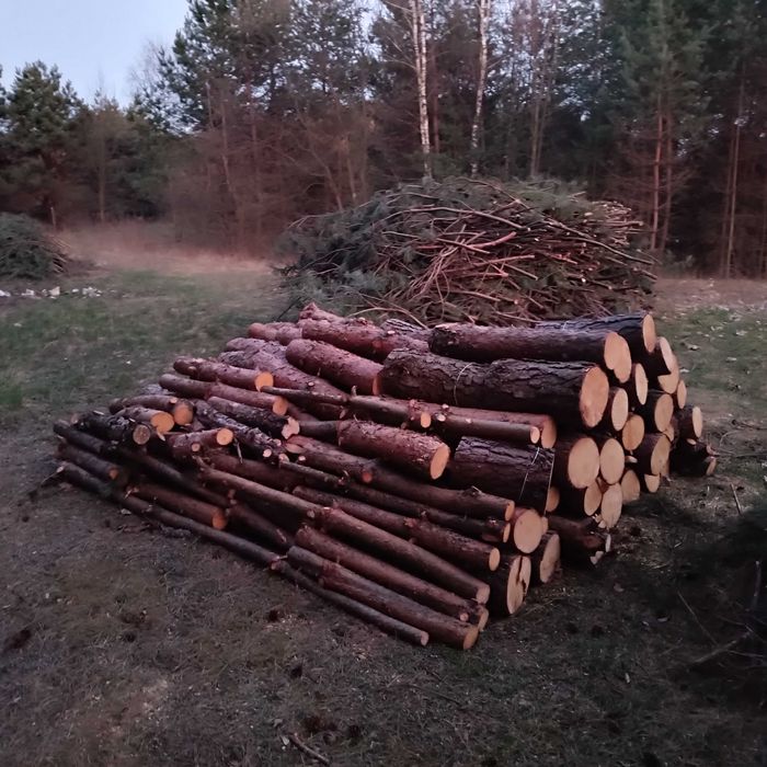 Drzewo na opał Sosna