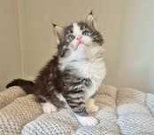 Urocza koteczka rasy Maine coon!!