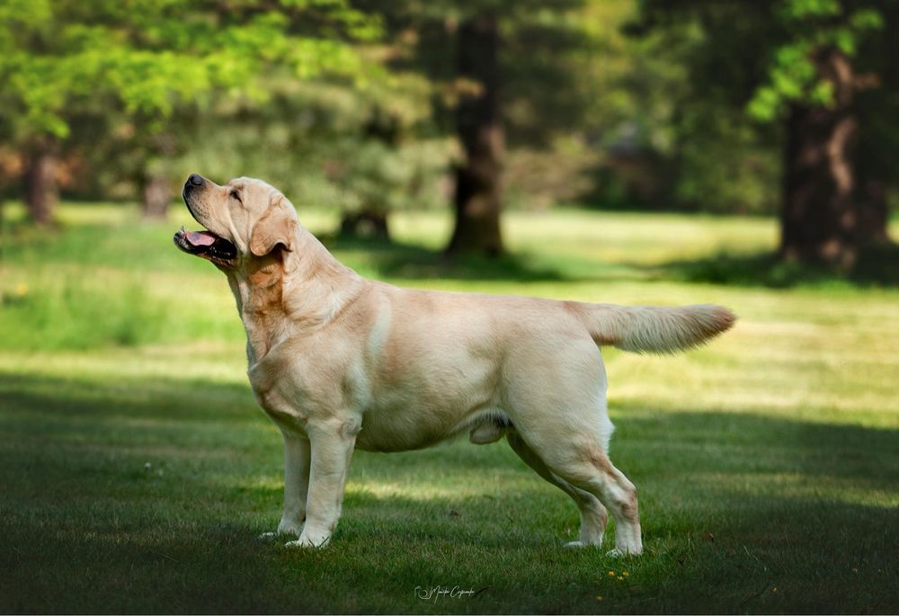 Suczka Labrador Retriever FCI  Gotowa do Odbioru