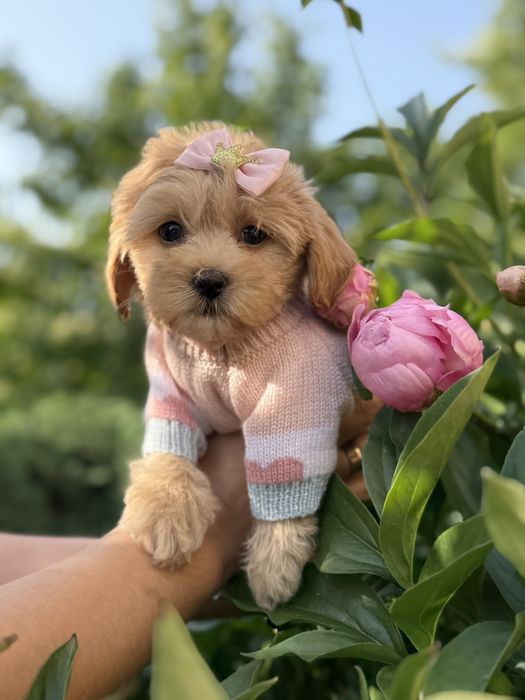 Цуценятка мальтипу