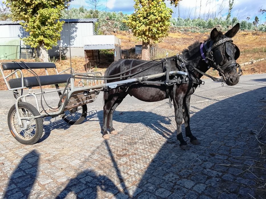 Machinho para venda