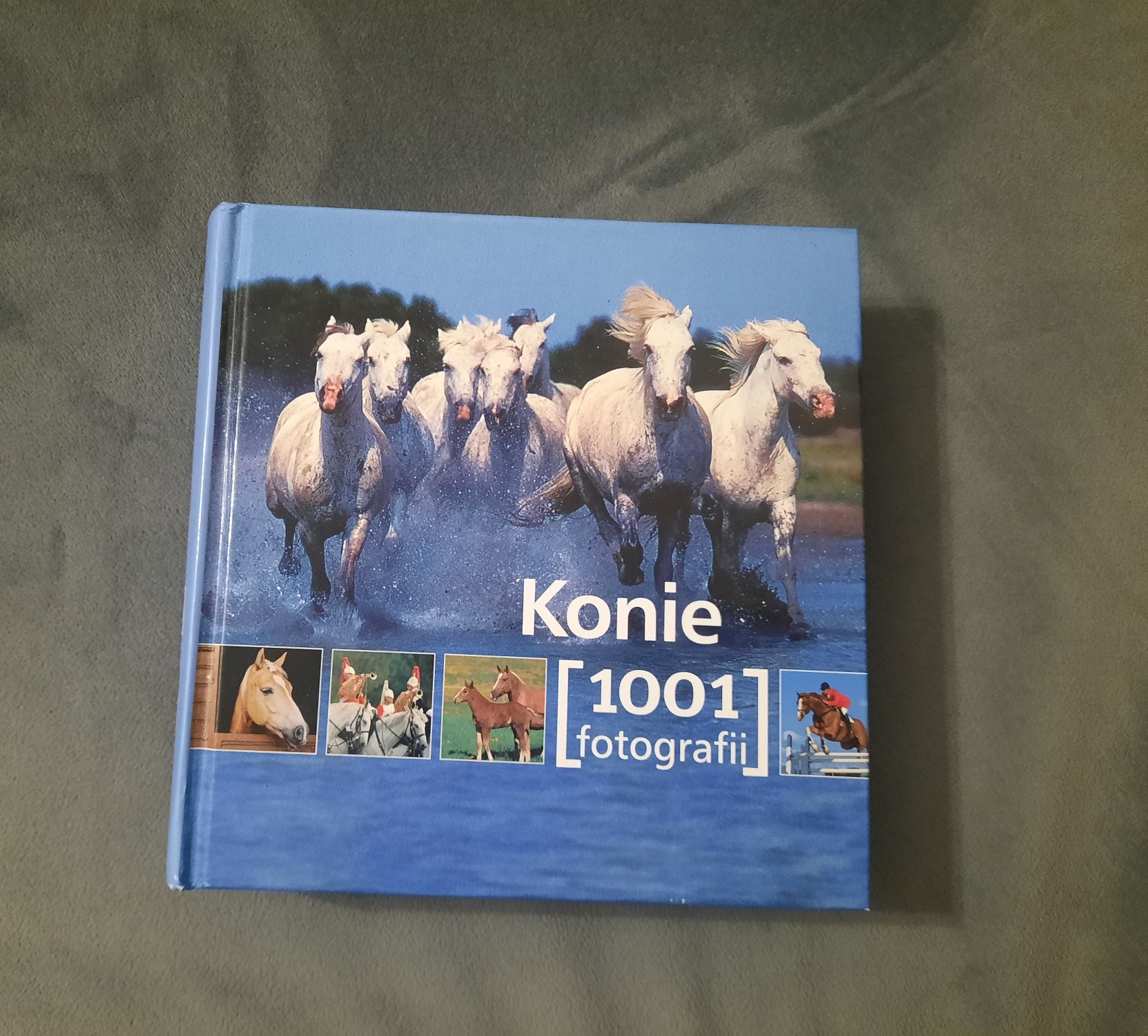 Konie 1001 fotografii