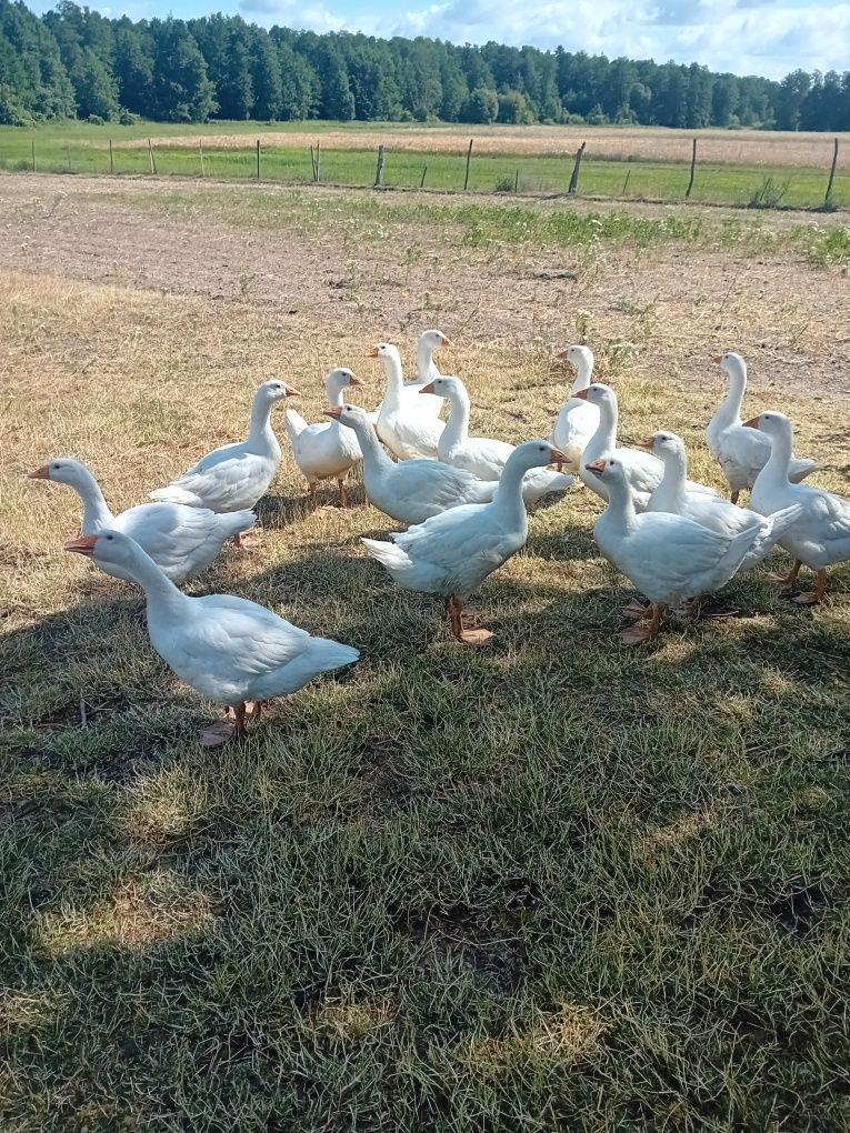 Gęsi młode białe 2.5