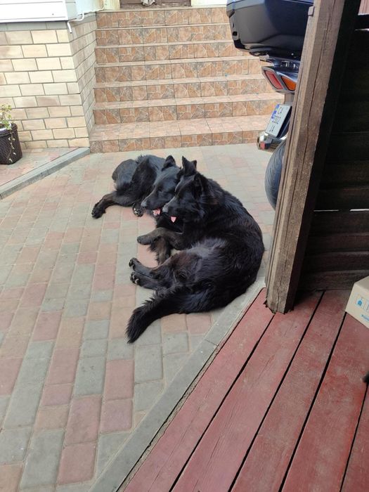 Цуценята німецької вічарки чорні