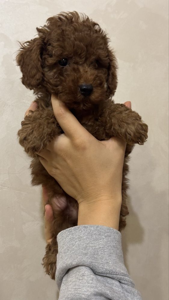 Poodle mini puppy