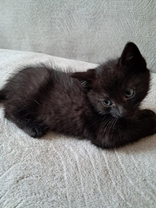 Oddam za darmo 2 czarne koty