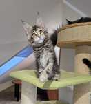 Szylkretowa kotka Maine Coon