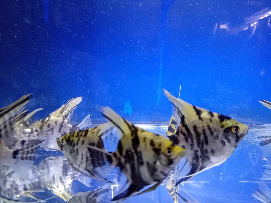 Skalar skalary marmurki rybki akwariowe