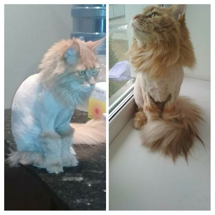 Стрижка собак та котів (виїзд на дім). Обухів, Обухівське направлення.