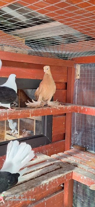 Wywrotek Mazurski żółta samiczka