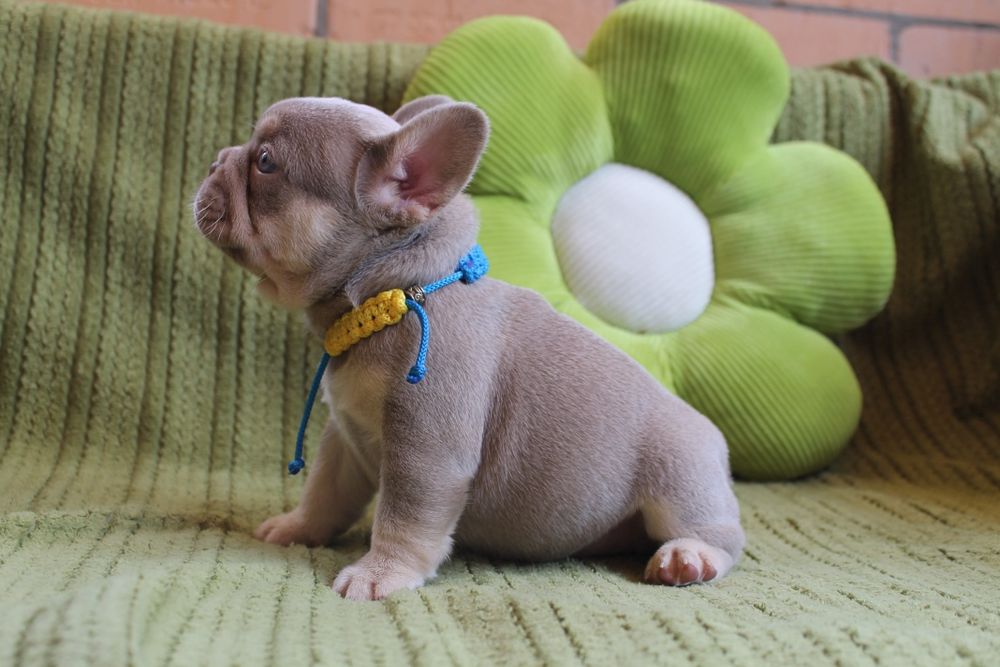 Хлопчик Ізабелла Нью шейд тан супер якість