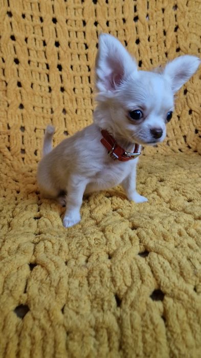 Длинная шерсть, окрас крем, Девочка яихуахуа