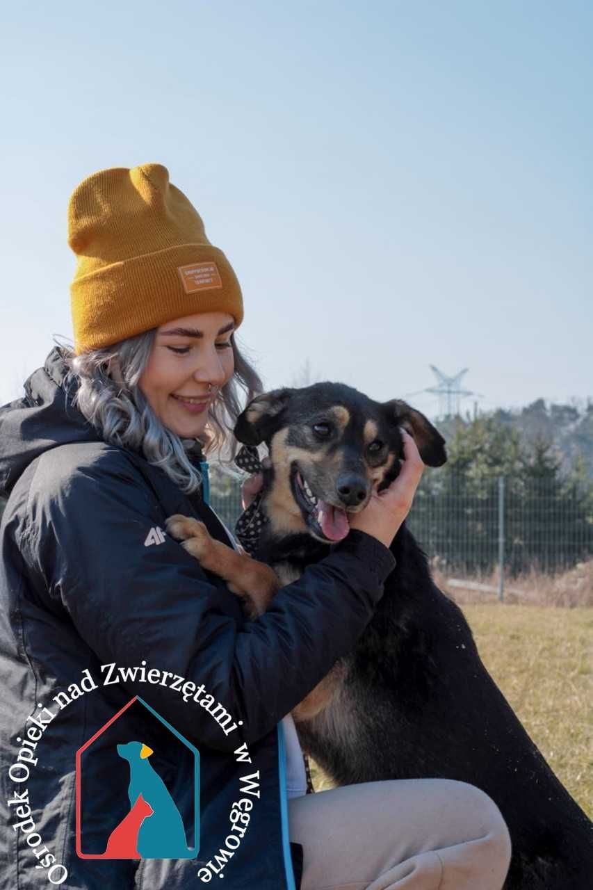RADOSNA, ODDANA Nuta, 14 kg - kocha ludzi, uwielbia się przytulać