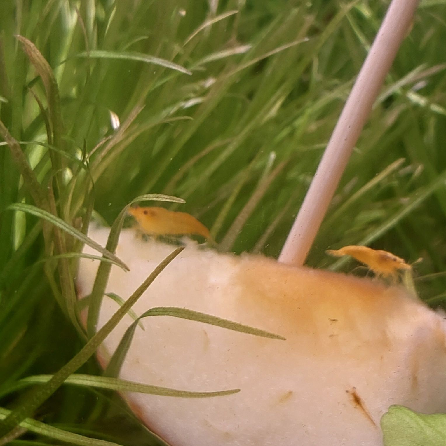 Krewetki neocaridina Orange