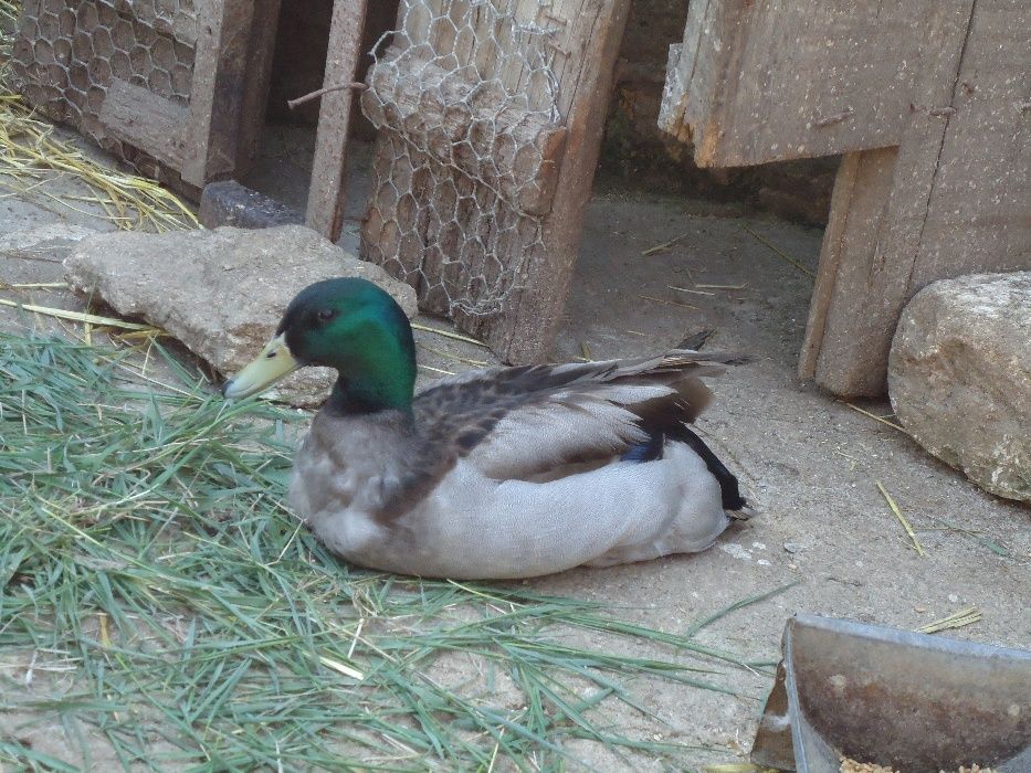 Підсадна качка крижень кряква Семенівська (живі качки, не манки)