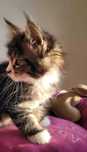 Sprzedam śliczną kotkę Maine Coon