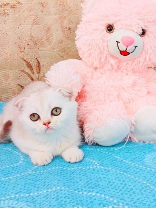 Красунечка зеленоока дівчинка шотландочка