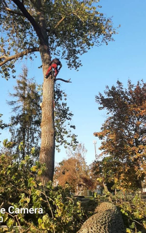 Wycinka i pielęgnacja drzew, linie energetyczne.