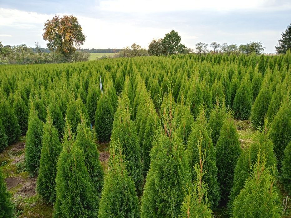 Thuja thuje tuja tuje smaragd szmaragd 100-200cm