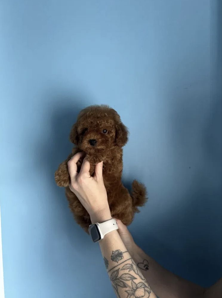 Fabulosa Caniche Toy vermelha