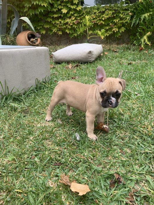 Bulldog francês bebé