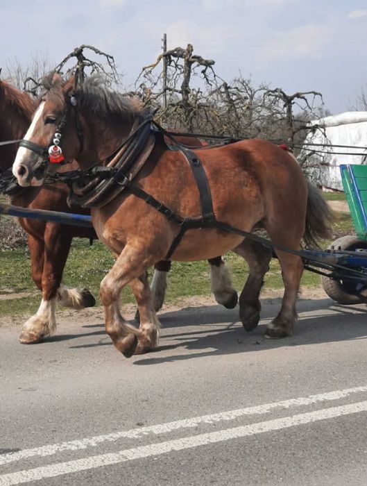 Klacz zimnokrwista 3 lata