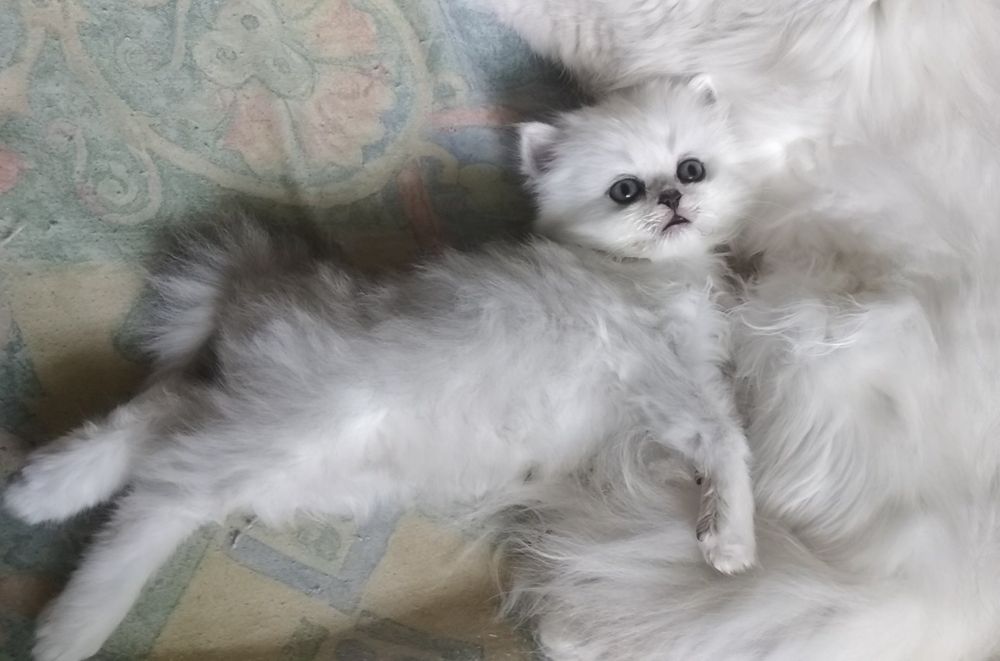 Котёнок серебристый шиншилла хайленд