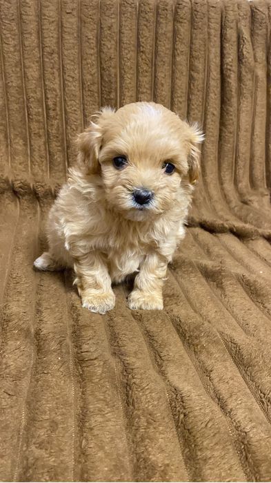 Мальтипу мини девочка