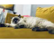Śliczna kotka ragdoll