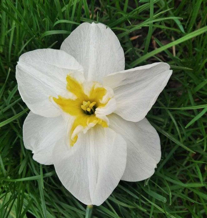 Нарцис сортовий, мікс