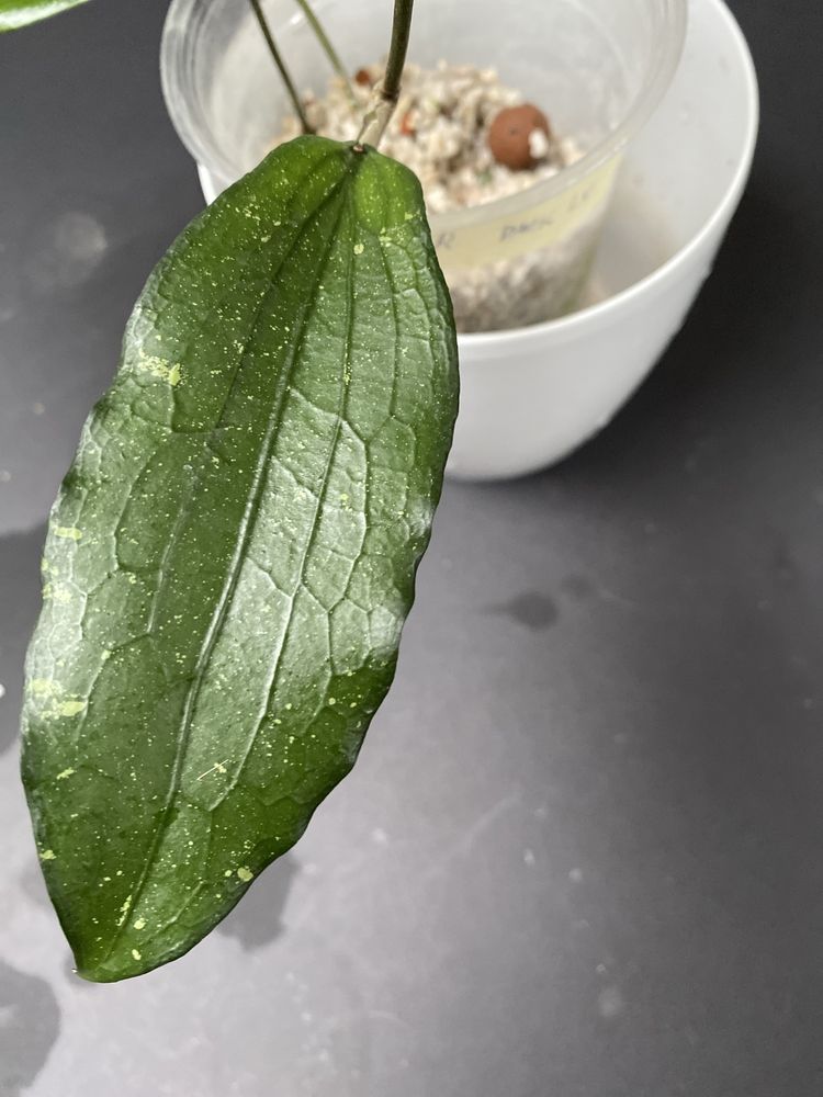 Hoya erythrina dark leaves