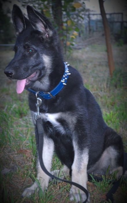 Замечательные породные ВЕО от выставочных родителей.