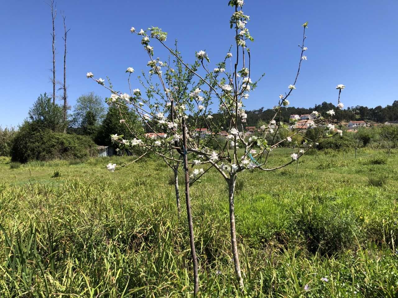 Terreno agrícola para cultura biológica