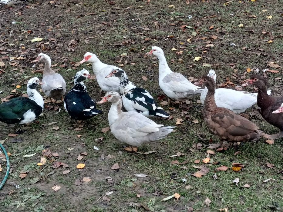 Sprzedam kaczki i kaczory