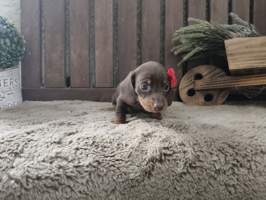 Teckel kaninchen fêmea com LOP