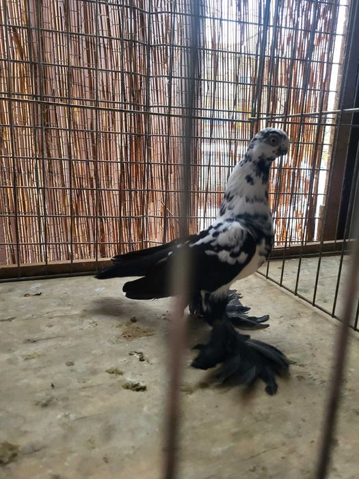 Motyl warszawski, motyle warszawskie.