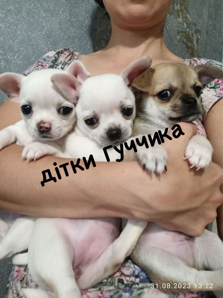 Чихуахуа, вязка чихуахуа