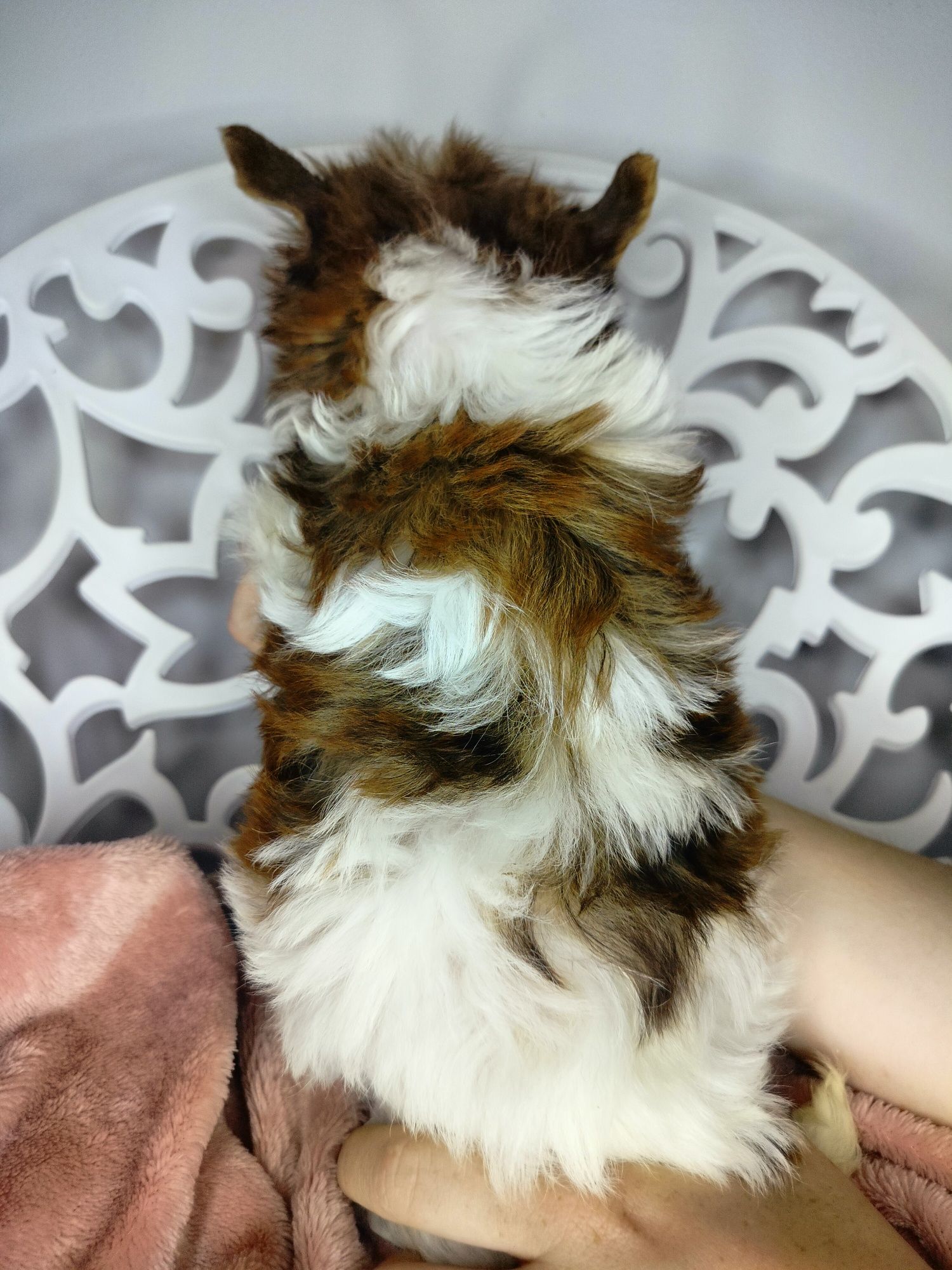 Yorkshire Terrier, White Ocean Pearl, suka