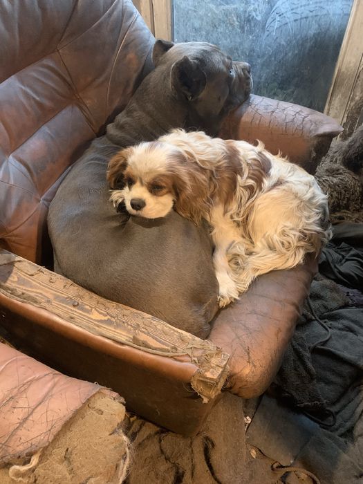 Пропала собака проды кавалер кинг чарльз спаниэль