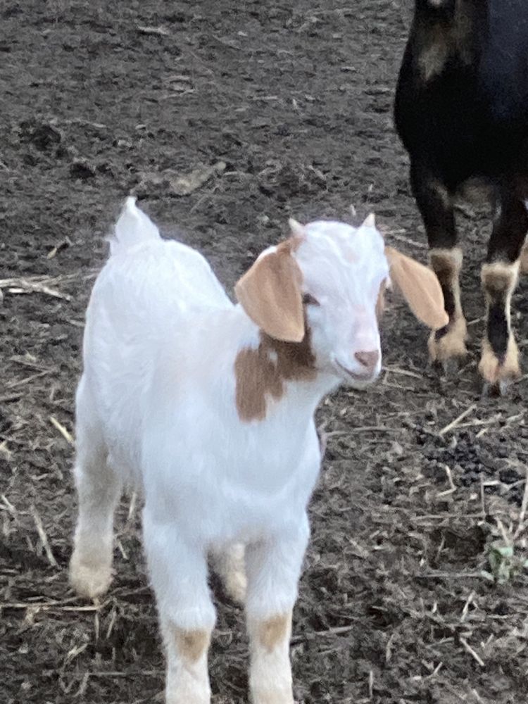 Cabrito cruzado Boer