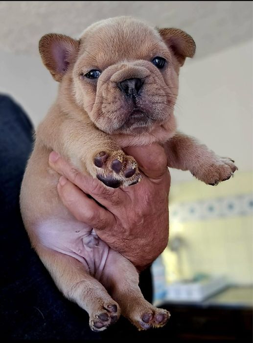 Menino Bulldog Frances BlueFawn