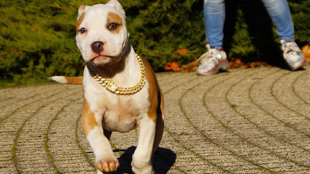 Lilka, malowana lala, cudna suczka Amstaff z rodowodem,  do rezerwacji