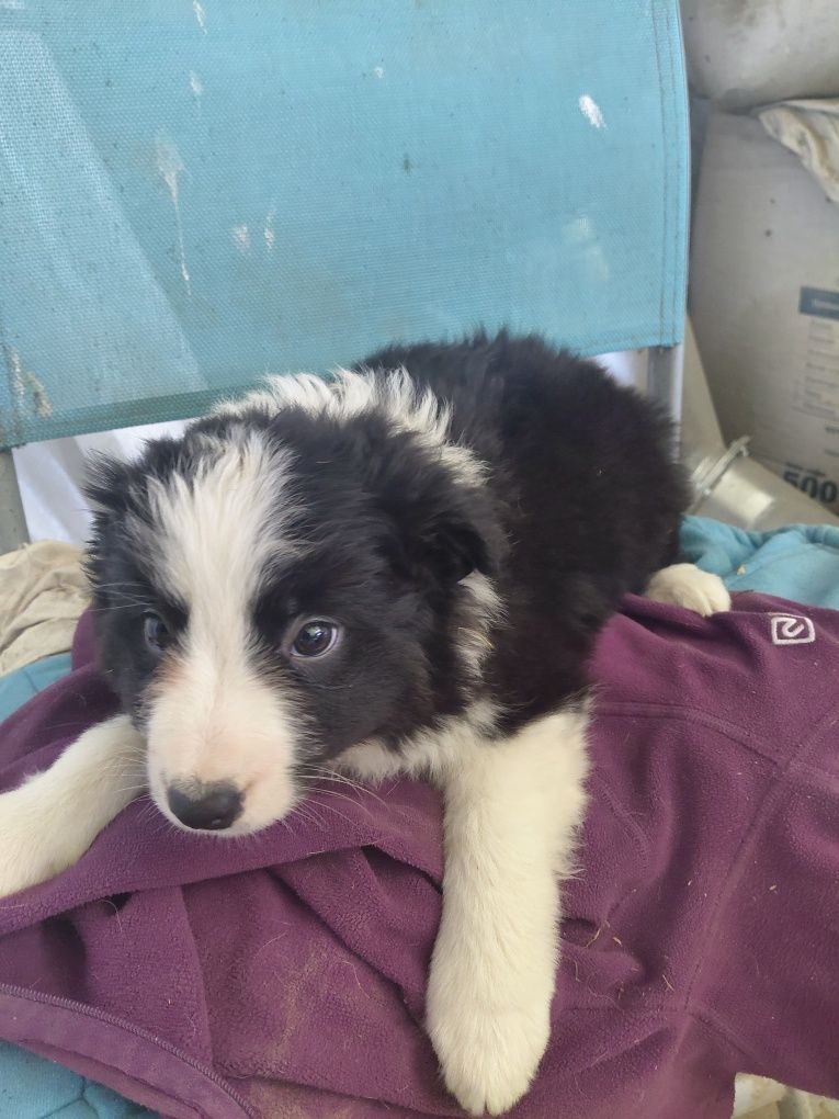 Suczka border collie